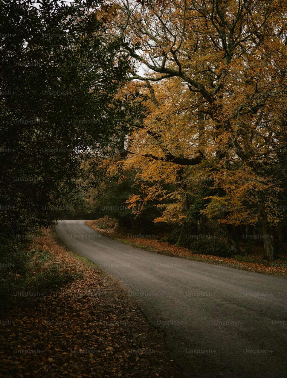 An asphalt country road winds through a thick forest in full autumn glory.